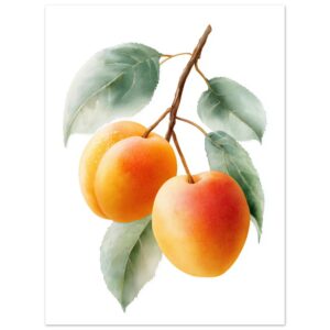 Three ripe apricots with a soft orange and yellow hue, hanging from a slender branch surrounded by green leaves, set against a white background.