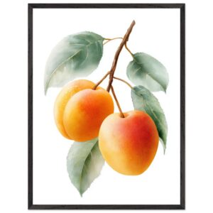 A framed art print featuring three ripe apricots hanging from a branch, surrounded by green leaves, with a soft watercolor style on a white background.