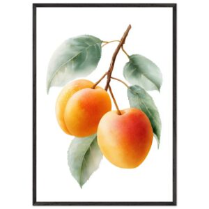 A framed art print featuring three ripe apricots with soft orange and yellow hues, surrounded by green leaves against a white background.
