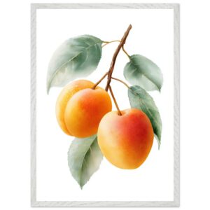 A watercolor illustration of three ripe apricots on a branch with green leaves, framed in a white, textured frame against a plain white background.