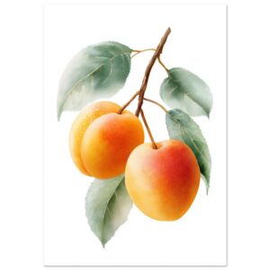 Three ripe apricots with a soft orange and yellow hue, attached to a brown stem, surrounded by green leaves on a white background.