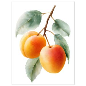 A watercolor illustration featuring three ripe apricots with a gradient of orange and yellow hues, accompanied by green leaves on a white background.