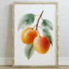 A framed art print featuring three ripe apricots with soft orange and yellow hues, surrounded by green leaves, set against a white background.