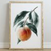 A framed wall print featuring two ripe peaches with soft orange and yellow hues, surrounded by green leaves, set against a white background.