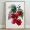 Raspberry Watercolour Wall Art